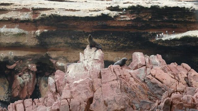 a sea lion in ballestas islands peru