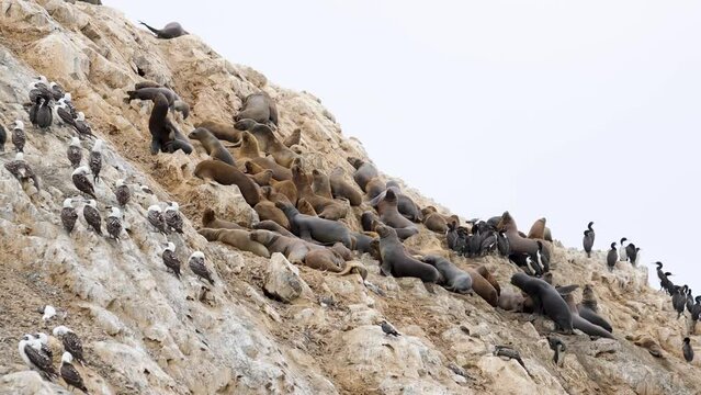 leones marinos en paracas en peru
