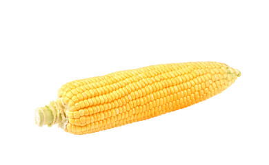 Raw Sweet corn on transparent png.