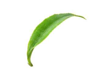 Green tea leaf transparent png.