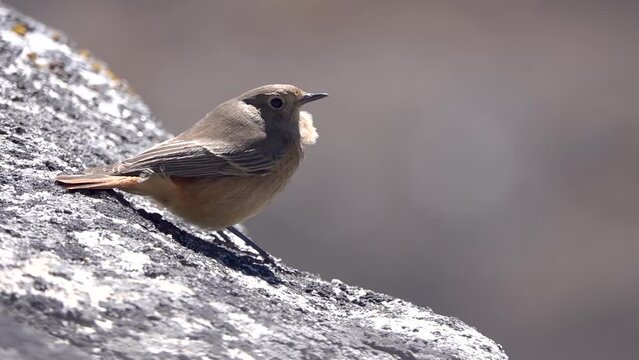 black redstart (Phoenicurus ochruros) songbird close up 
Tele shot from Nepal, 2023

