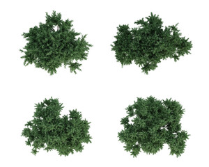 Set of tree on top view isolated on transparent background, 2d plants, 3d render illustration.