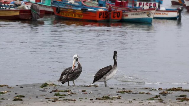 paracas beach pelican bird at sea