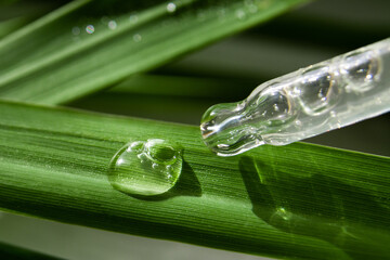 Drops of the current clear gel from the dropper on the green leaves.