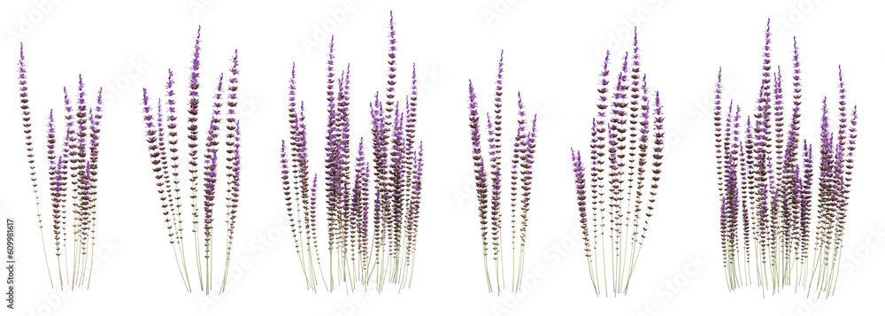 Poster set of calluna vulgaris flowers with isolated on transparent background. png file, 3d rendering illu