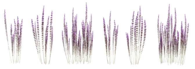 Foto op Aluminium Set of Calluna vulgaris flowers with isolated on transparent background. PNG file, 3D rendering illustration, Clip art and cut out © EcoSpace