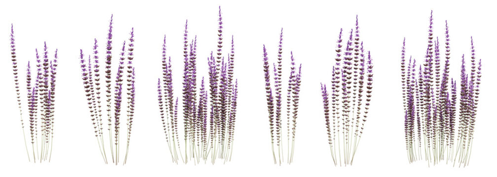 Set of Calluna vulgaris flowers with isolated on transparent background. PNG file, 3D rendering illustration, Clip art and cut out