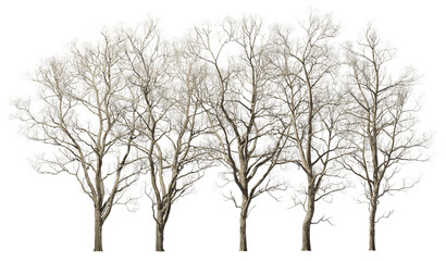 Fototapeta na wymiar Dry trees lined group row landscape cutout 3d render png