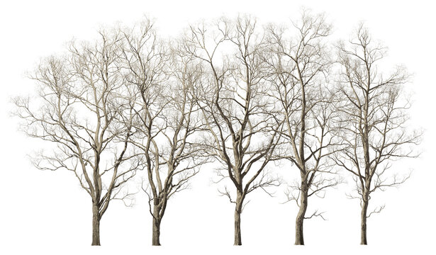 Dry trees lined group row landscape cutout 3d render png