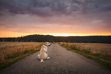 Loyal dog waiting at sunset. Lost labrador retriever sitting on country road between fields..