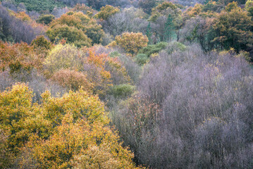 Halfway between autumn and winter some trees retain their autumn color