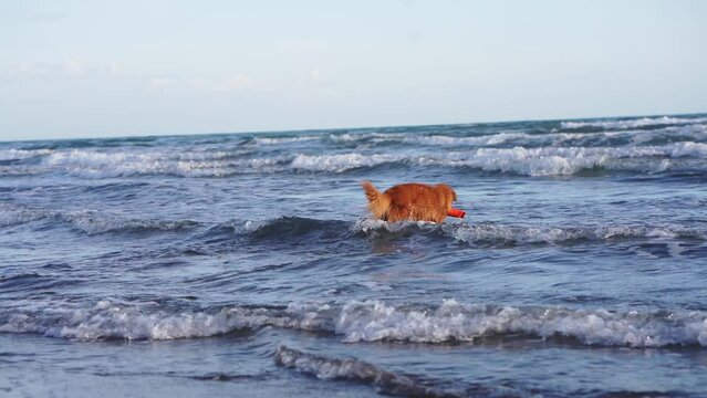 red dog on the beach. Nova Scotia duck tolling retriever runs on sand, water. Vacation with a pet. dog carries a toy