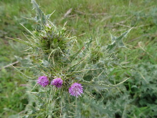 purple thistle flower