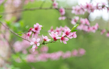 Charming almond blossom branch in spring in Borjomi, Georgia, closeup