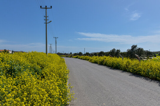 country road in rapeseed fields during spring season (Ovacik, Izmir province, Turkiye)