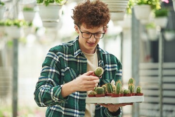 Fototapeta premium Bunch of cacti. Young man with curly hair and in glasses is in greenhouse