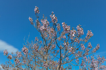Paulownia flowers during spring season in Alacati (Cesme, Izmir rpovince, Turkiye)