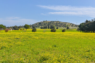 rapeseed field during spring season in Ovacik (Cesme, Izmir province, Turkiye)