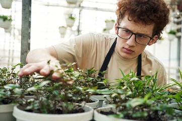 Touching and checking flowers that are still in growth. Young man with curly hair and in glasses is in greenhouse