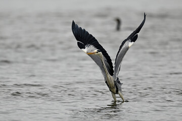 flying Grey heron // auffliegender Graureiher  (Ardea cinerea)