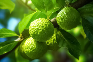 Fresh bergamot fruits on the tree in sunlight. Bergamot for food ingredients.
