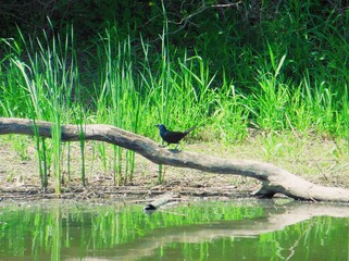 Male Common Grackle