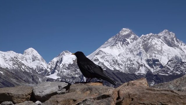 Alpine chough black bird with Himalaya Everest mountain
 Gokyo lake with perfect sunny weather and blue sky
