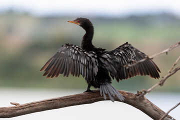 Cormoran africain,.Microcarbo africanus, Reed Cormorant