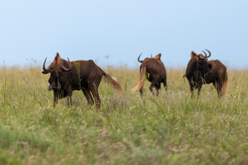gnou noir , gnou à queue blanche, Connochaetes gnou, Afrique du Sud