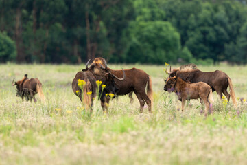 Fototapeta premium gnou noir , gnou à queue blanche, Connochaetes gnou, Afrique du Sud