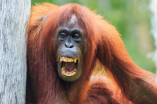 orangutans or pongo pygmaeus is the only asian great found on the island of Borneo and Sumatra