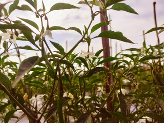 plant in vintage background