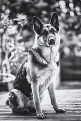 Berger allemand, chien, dog, animal