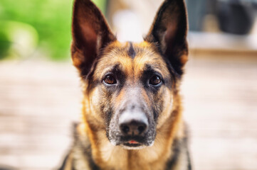 Berger allemand, chien, dog, animal