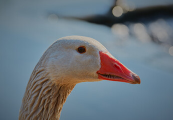 Close up head shot of a wild goose.