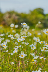 A field of wild daises shot close up with macro lense.