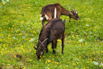 a special old goat buck with long crossing horns is grazing on a green meadow