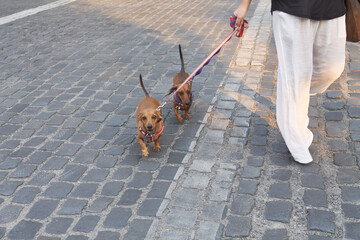 woman walking two dogs on leash
