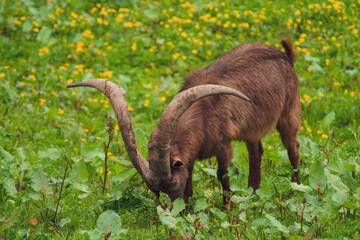 old goat buck with long horns on a green meadow