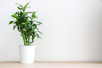 A fresh green lucky bamboo plant (Dracaena Braunii) on left of wooden desk against white wall...