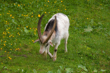 Obraz premium old goat buck with long horns on a green meadow