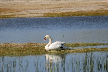 Cygne