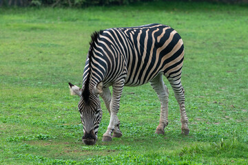 Fototapeta na wymiar Zebra in the Parque Zoologico Lecoq in the capital of Montevideo in Uruguay