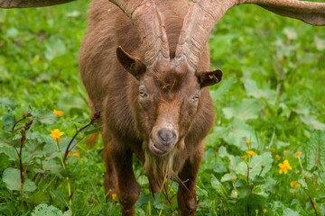 Fototapeta premium old goat buck with long horns on a green meadow