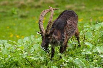 a special old goat buck with long crossing horns is grazing on a green meadow