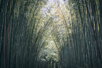 Tunnel of bamboo trees in the botanical garden in Coimbra in Portugal