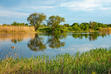 Picturesque river with vegetation on the banks on a sunny summer day. Nature in Ukraine