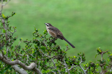 Calandria in the Parque Zoologico Lecoq in the capital of Montevideo in Uruguay