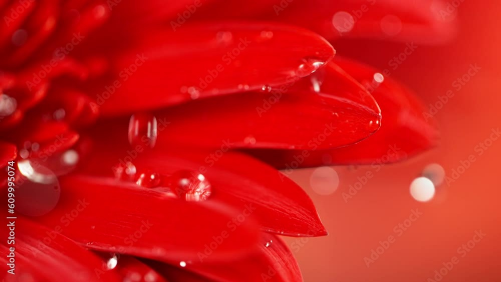 Wall mural Super slow motion of falling drop of water on colored gerbera blossom. Filmed on high speed cinema camera, 1000 fps. Macro shot.