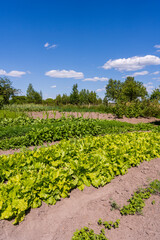 Fototapeta na wymiar Agricultural industry. Growing salad lettuce on field. Organic vegetable garden